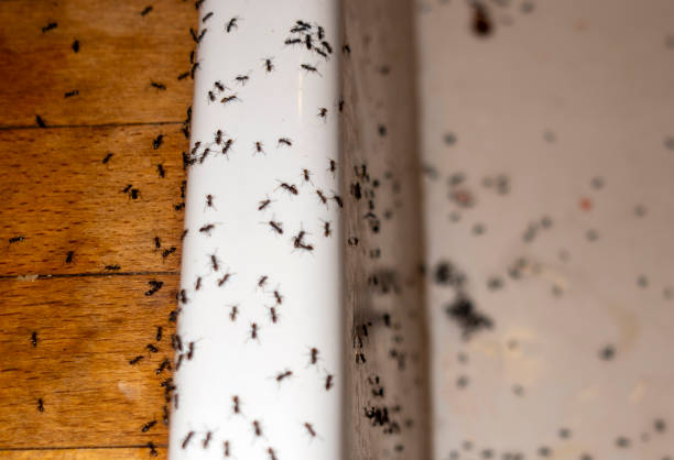 Best Commercial Pest Control Services  in Nebo, NC