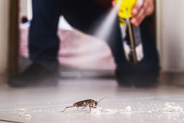 Best Affordable Pest Control Services  in Nebo, NC